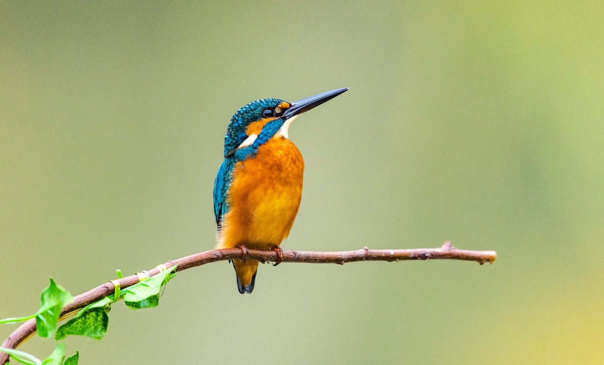 kingfisher bird