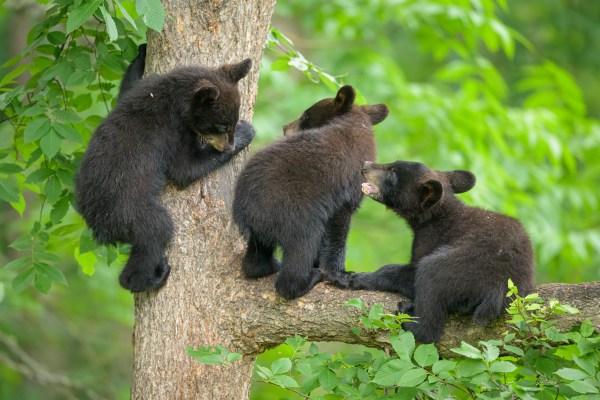 black bears video