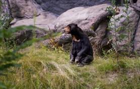 A Malayan Sun Bear