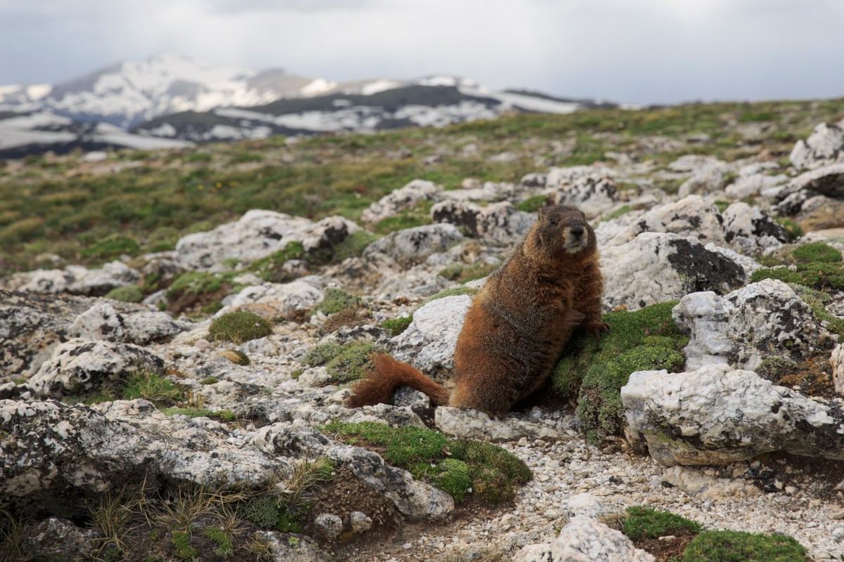 marmot rescued