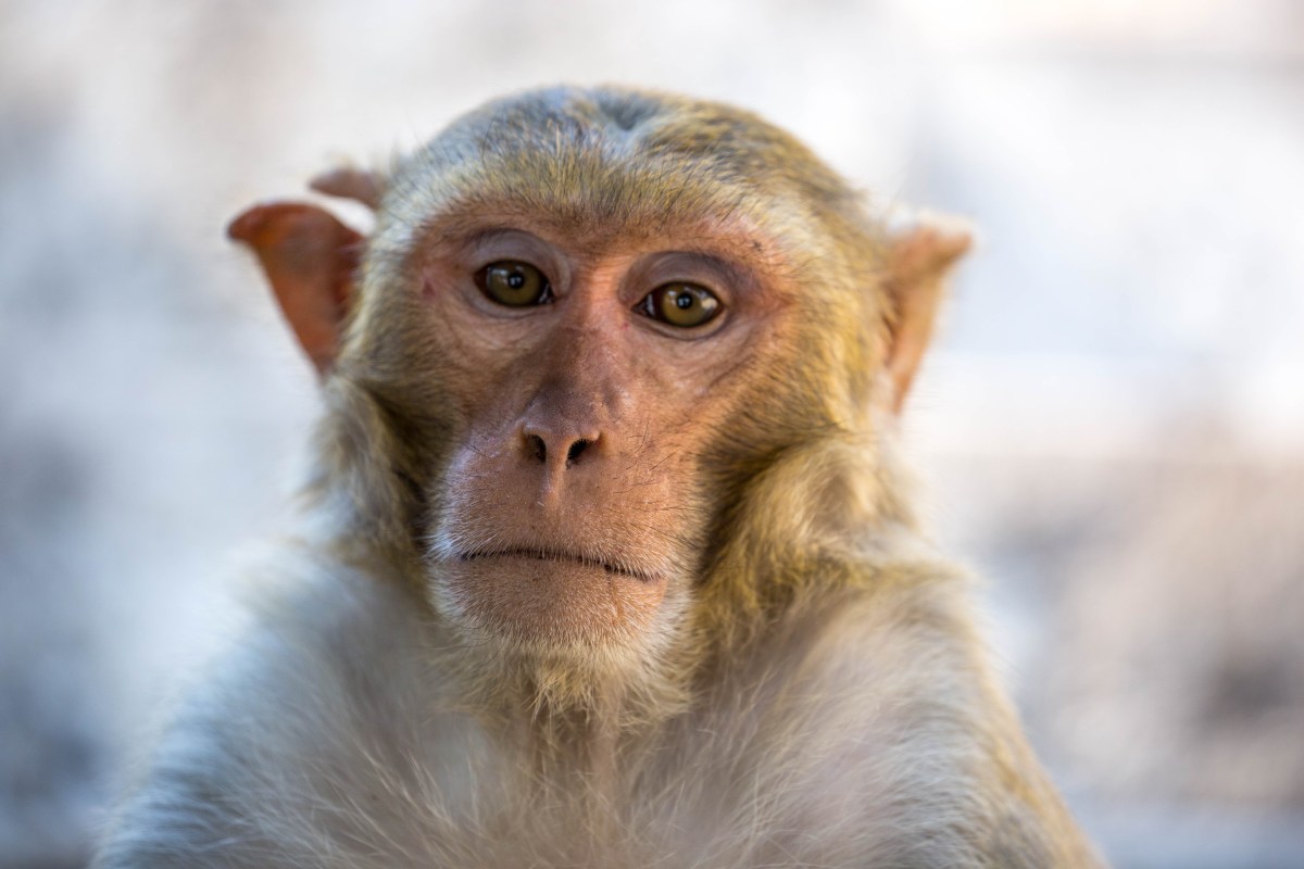 Florida wild monkeys