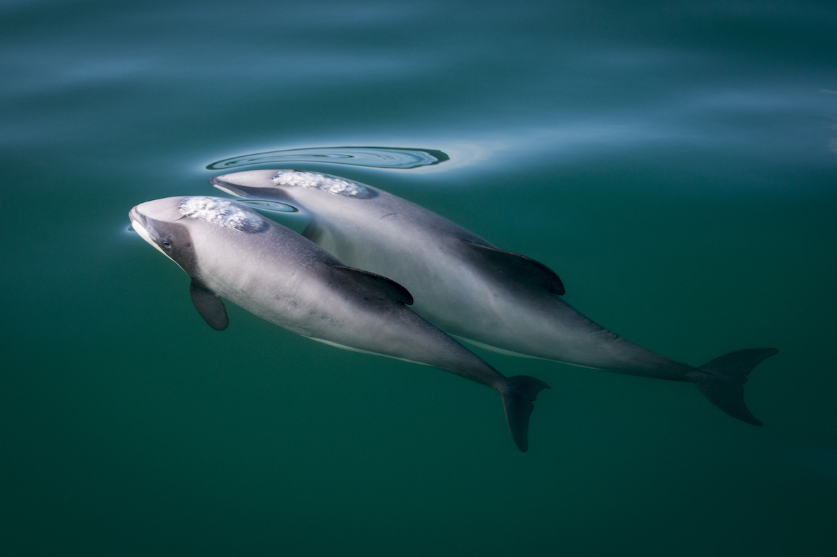 Hector's dolphins