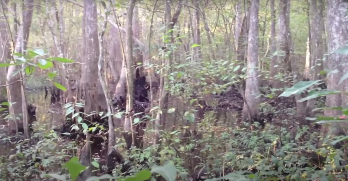 Bigfoot video