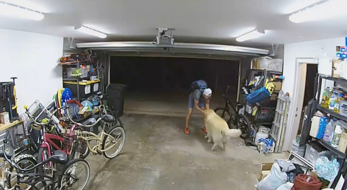 dog pet by bike thief.