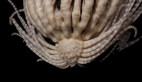 Antarctic Strawberry Feather Star