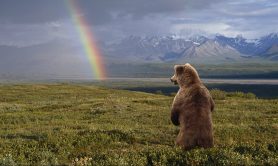 bear-myths-you-need-to-stop-believing