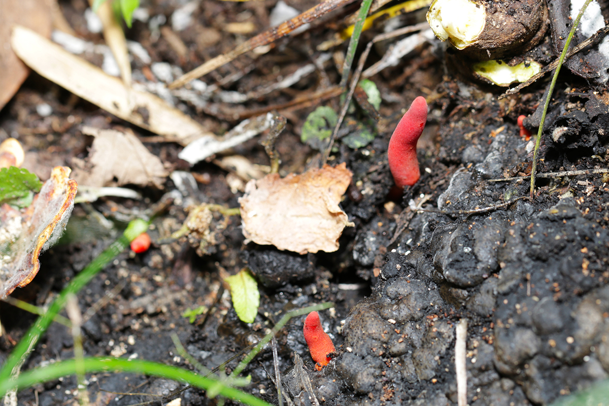 deadly-mushrooms-to-avoid