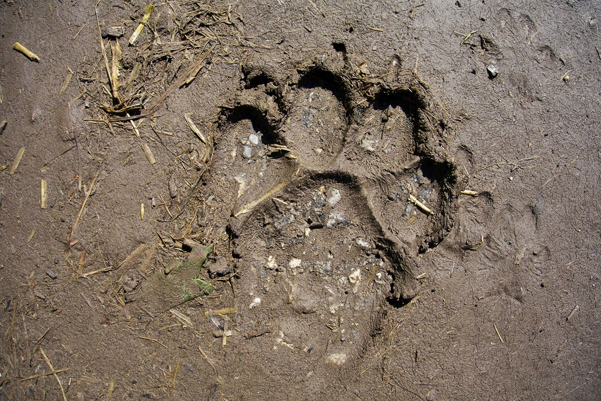 different-animal-tracks