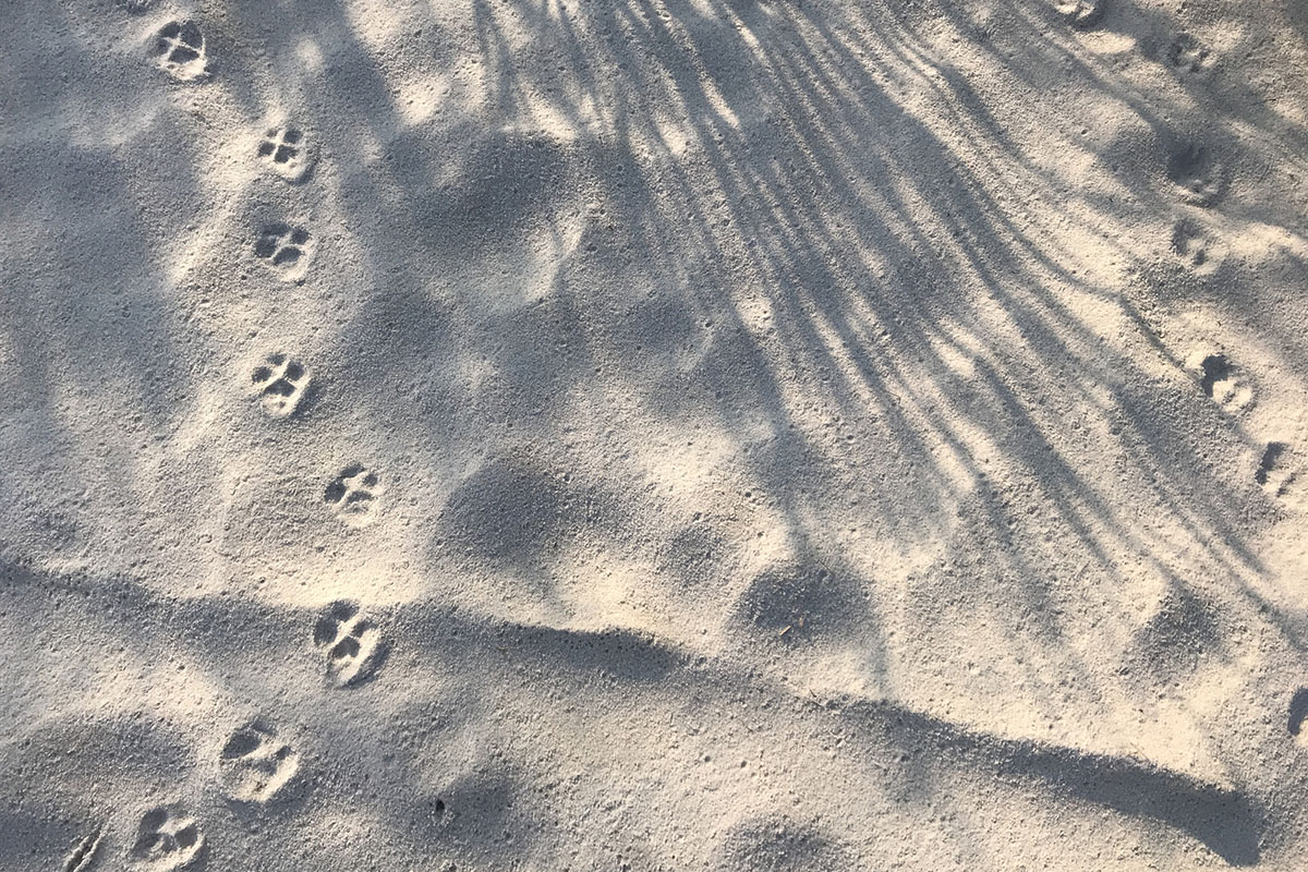 different-animal-tracks