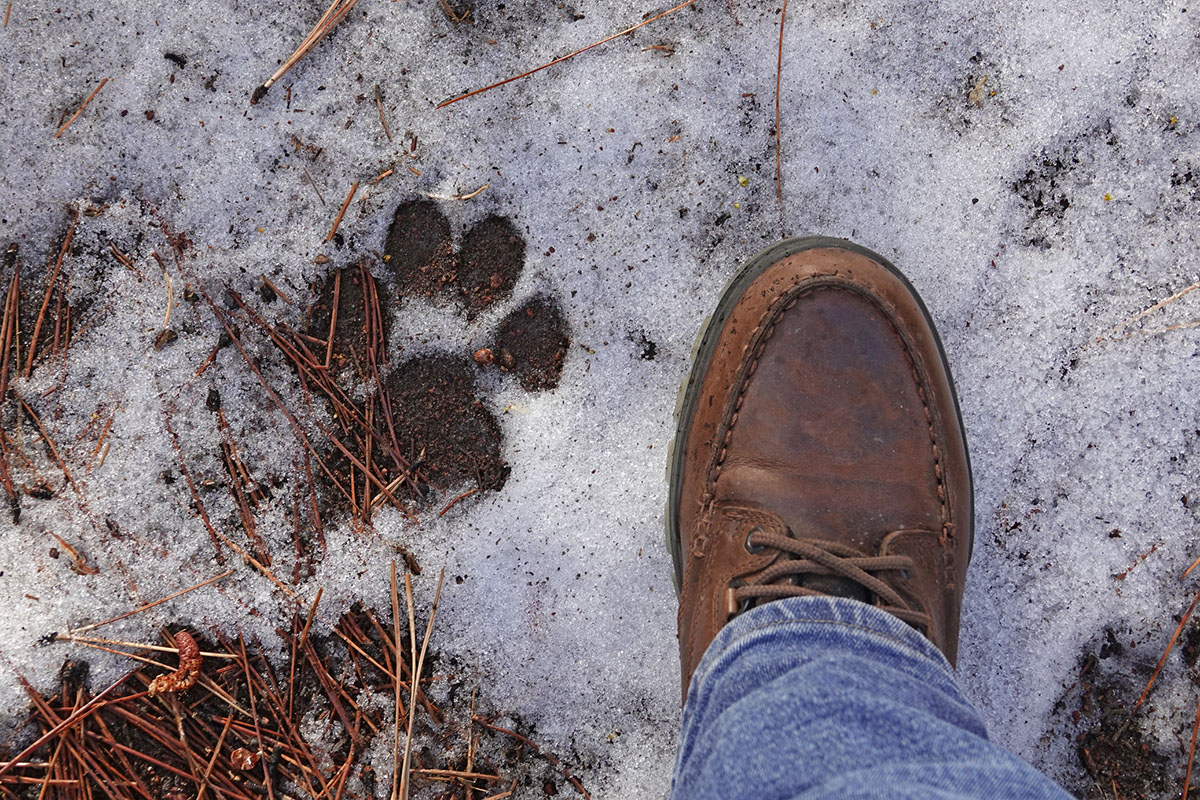 different-animal-tracks