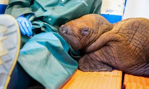 dream-job-alert-baby-walrus-cuddler