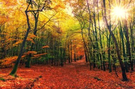 Ever find yourself wandering around the forest on a hike, and wondering to yourself: what's the difference between deciduous and coniferous trees? At the most general, they are two distinct types of trees that have unique characteristics.