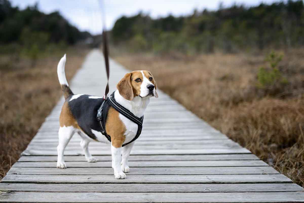 outdoor-gear-your-dog-will-love