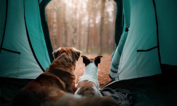 outdoor-gear-your-dog-will-love