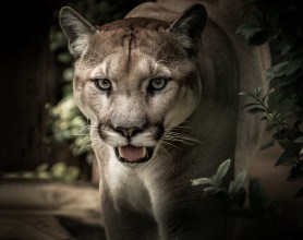 A female puma.