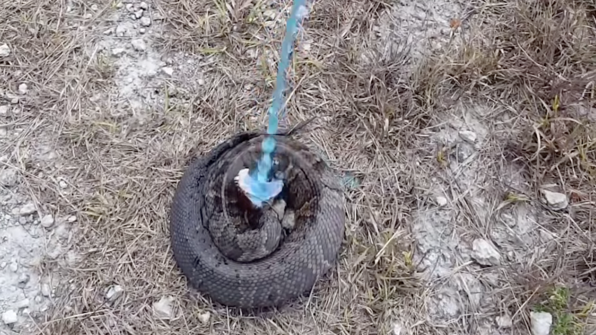 snake drinking gatorade