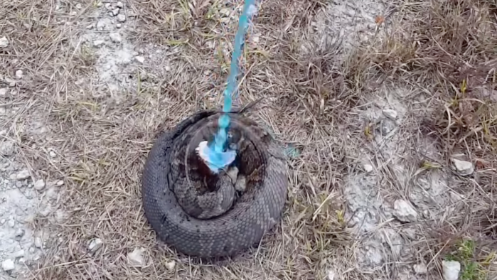 snake drinking gatorade