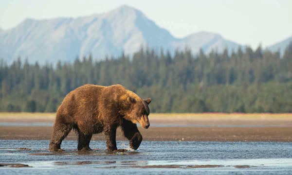 things-you-didnt-know-about-grizzlies