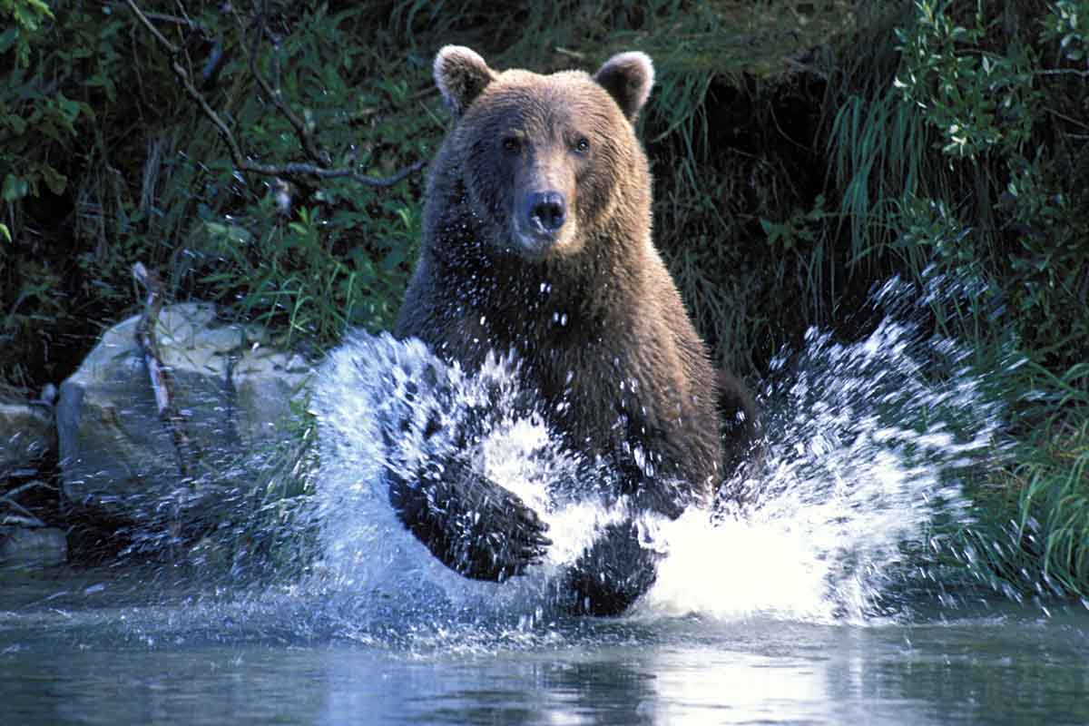 things-you-didnt-know-about-grizzlies