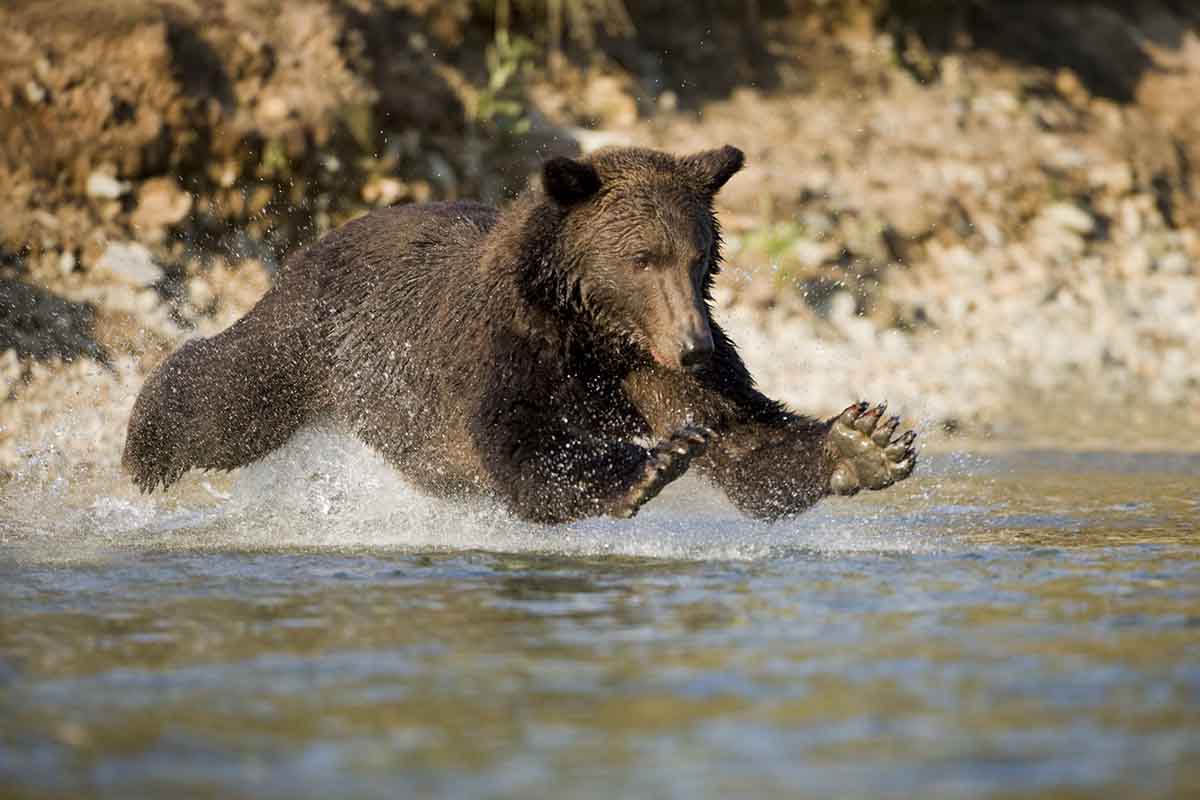 things-you-didnt-know-about-grizzlies