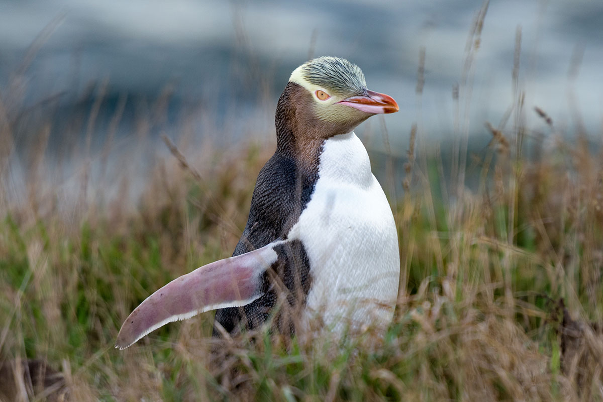 uniqe-animals-of-new-zealand