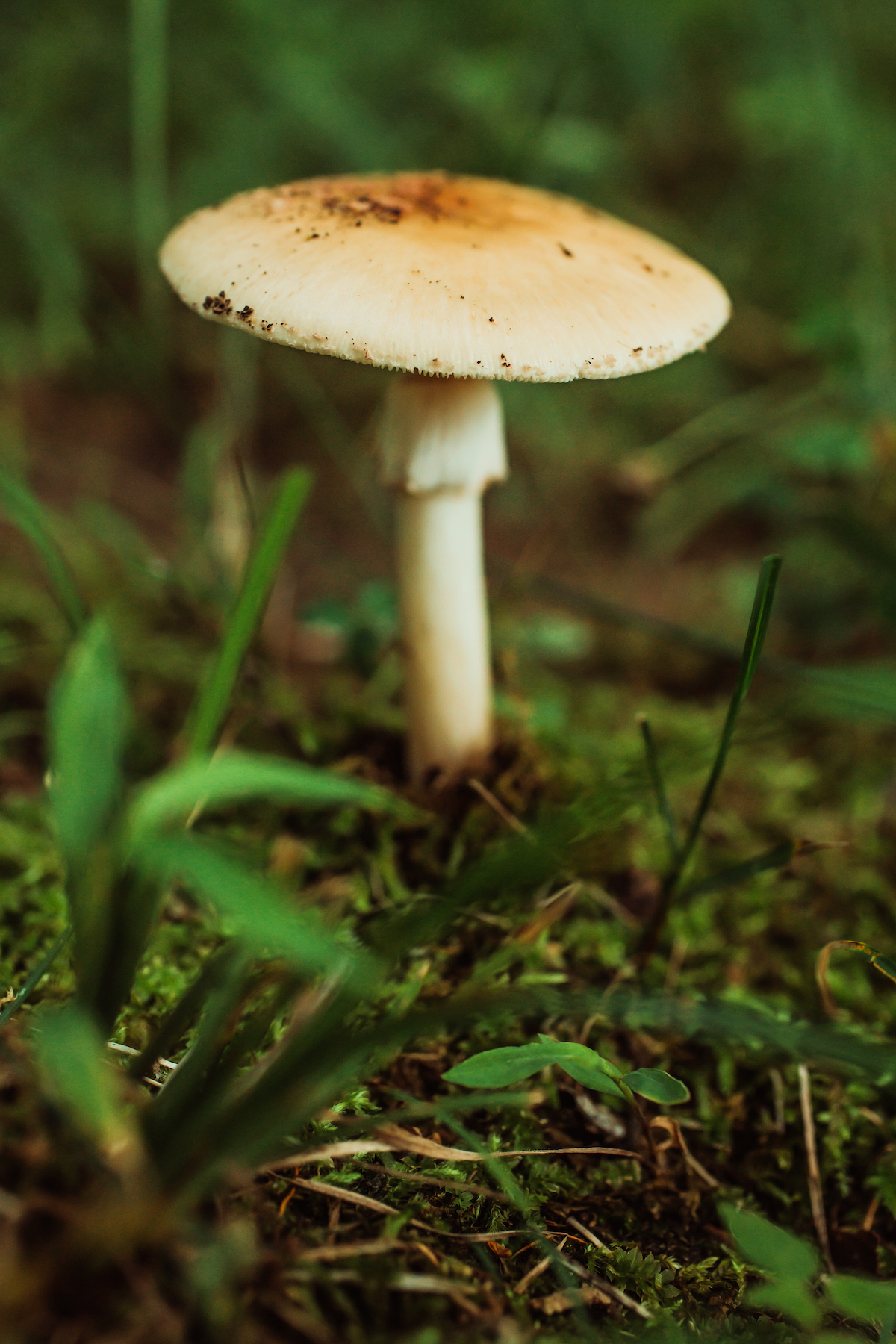 death cap mushroom