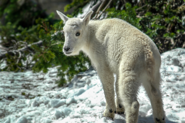 baby mountain goat