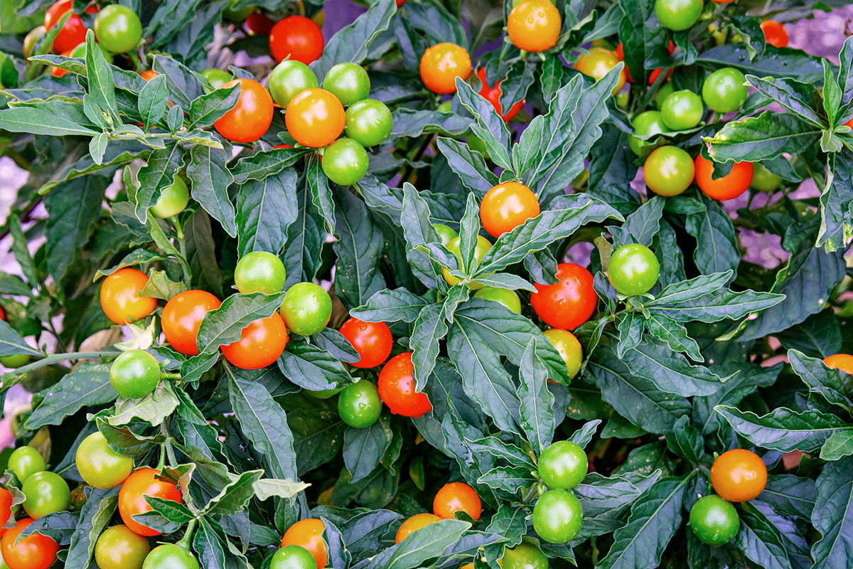 dangerous-plants-and-fungi-to-avoid-while-foraging