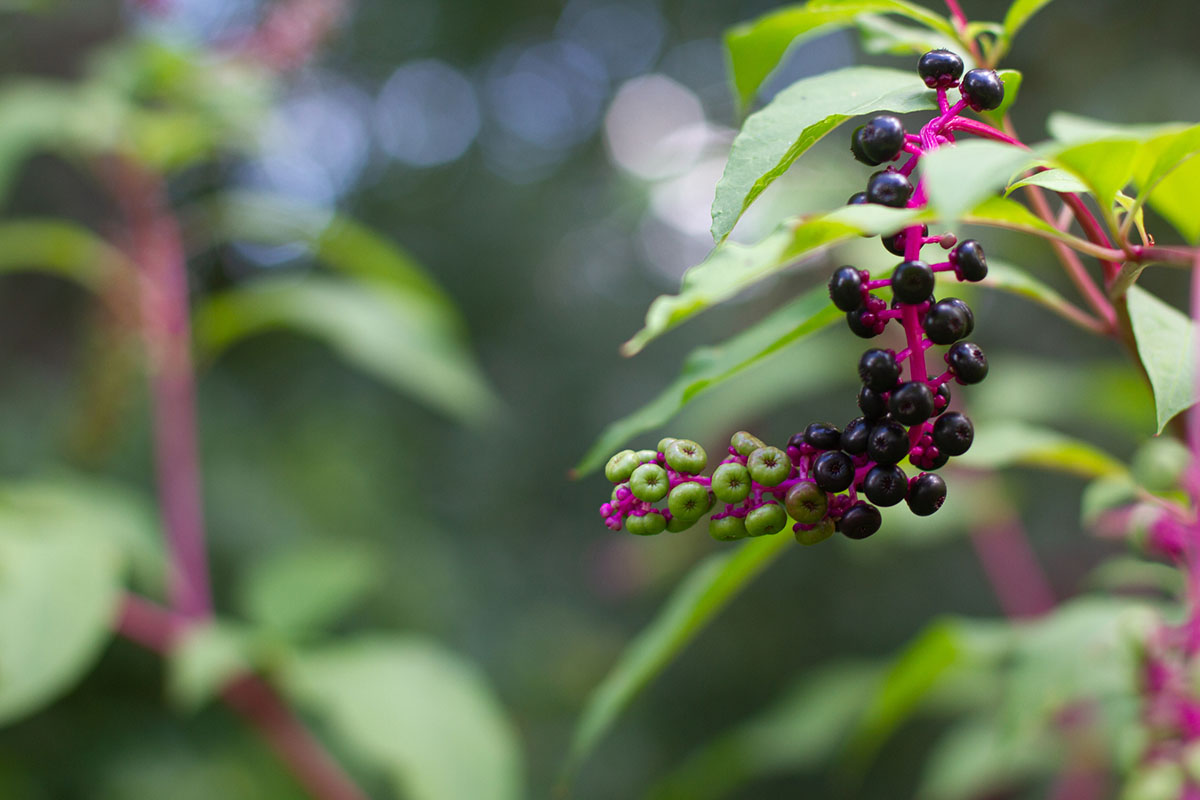 dangerous-plants-and-fungi-to-avoid-while-foraging