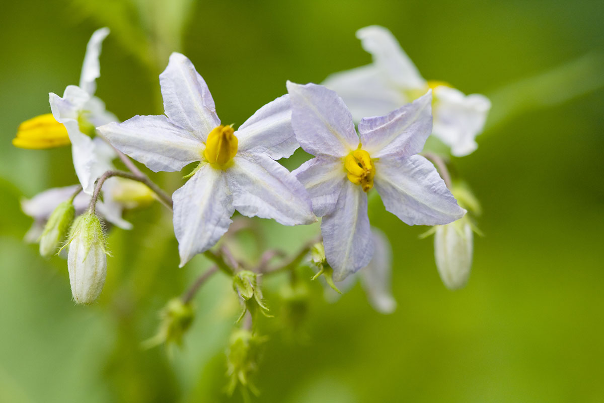 dangerous-plants-and-fungi-to-avoid-while-foraging