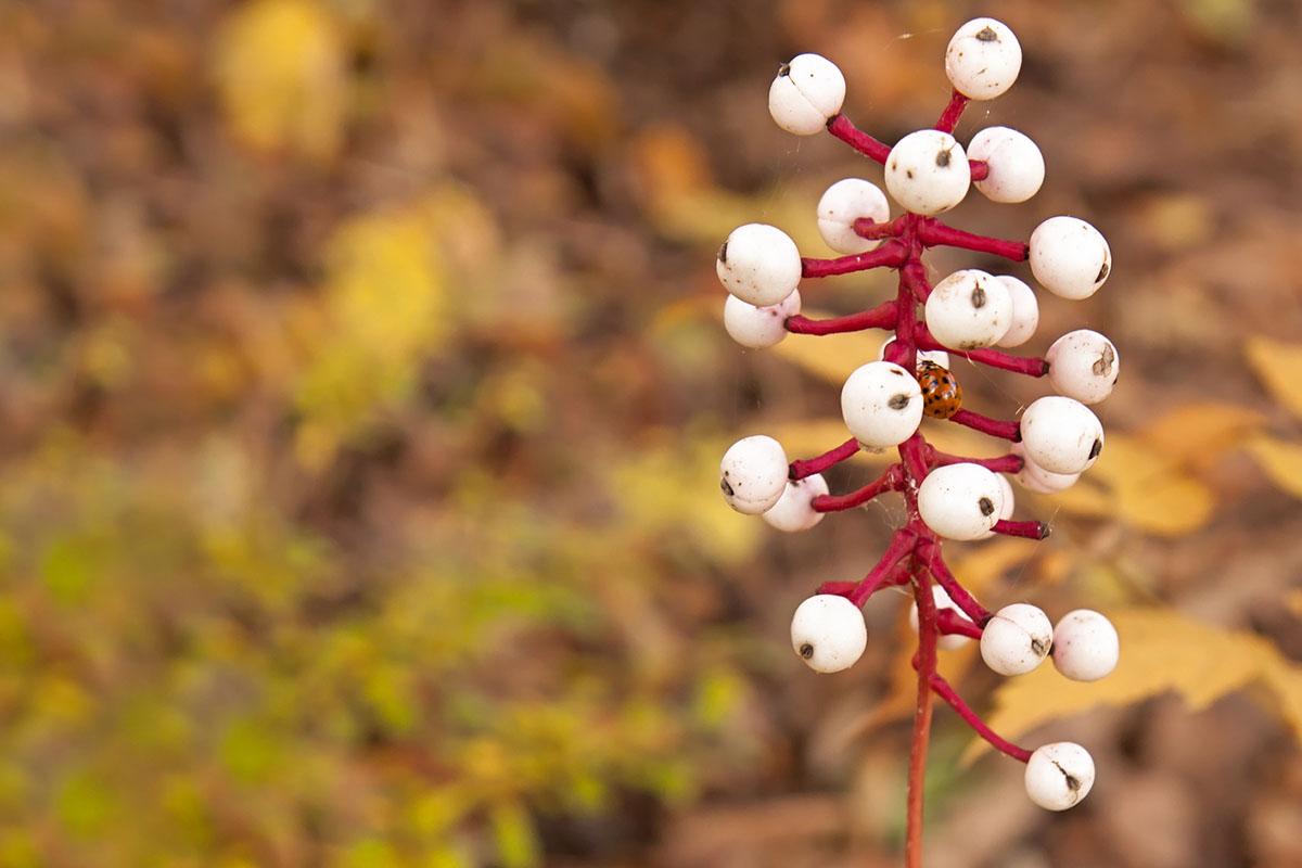 dangerous-plants-and-fungi-to-avoid-while-foraging