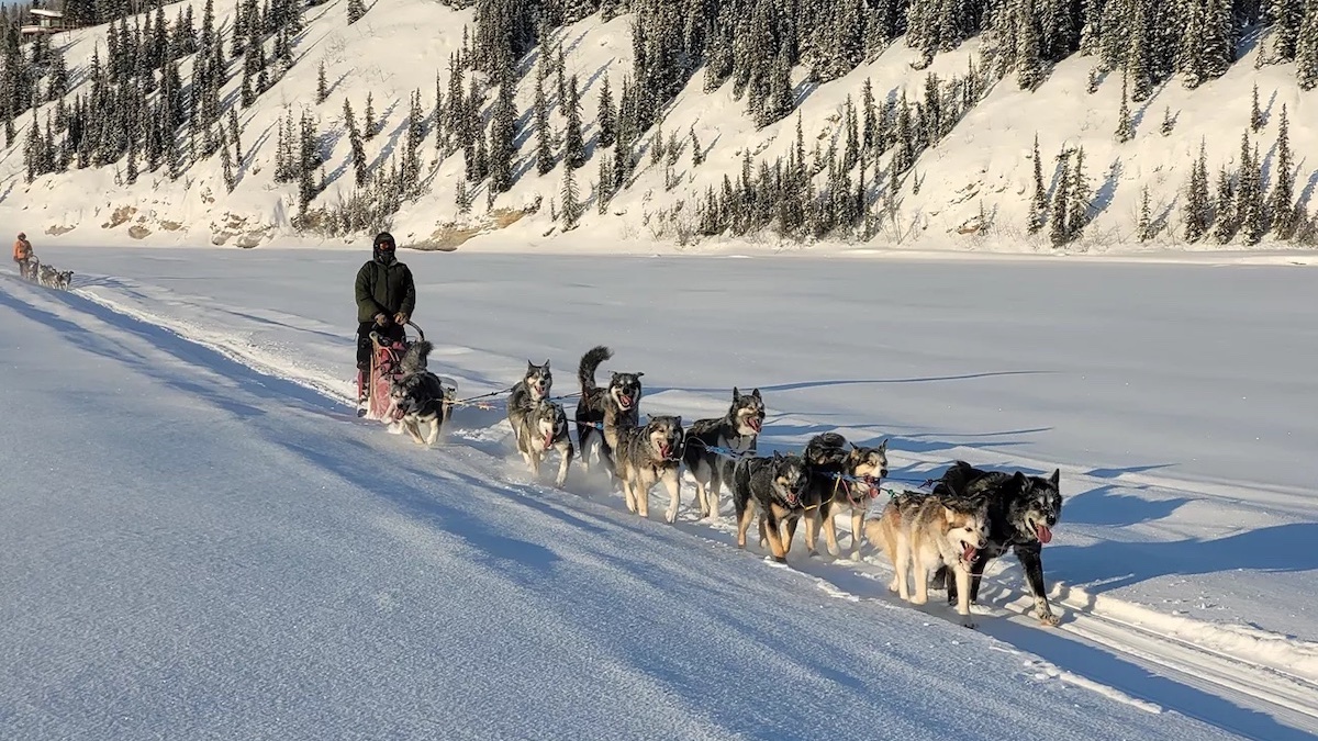 denali dog sledding