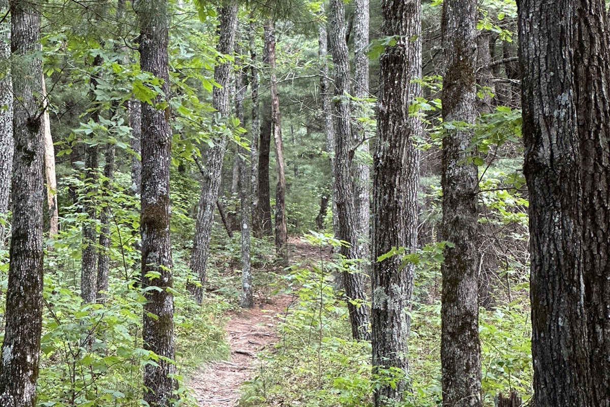 Trails near me dog friendly