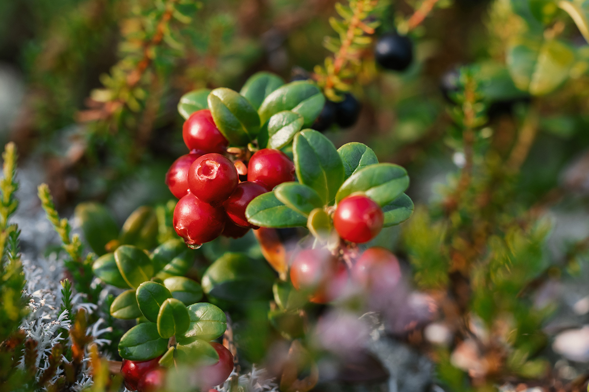 fall-foraging-adventures