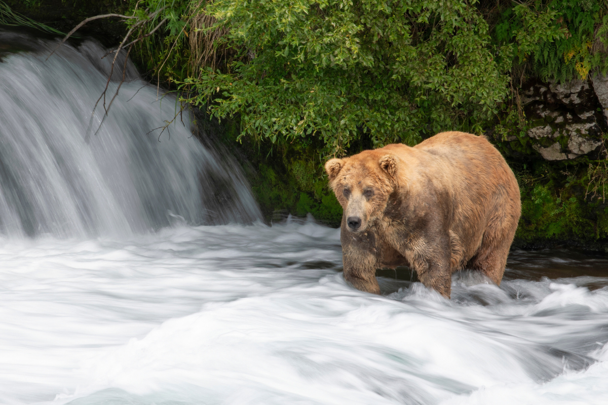 fat bear week voting