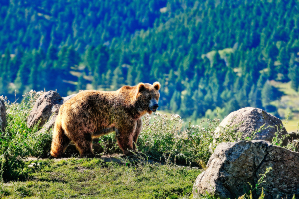 grizzly attack