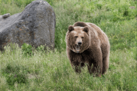 grizzly running from bison