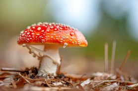 how-to-identify-toxic-mushrooms