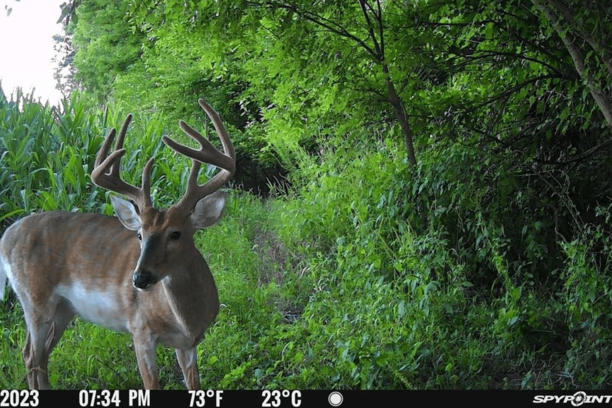 trail cameras