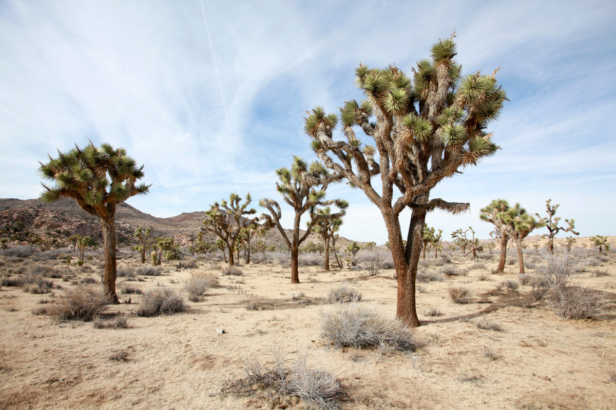 joshua tree facts