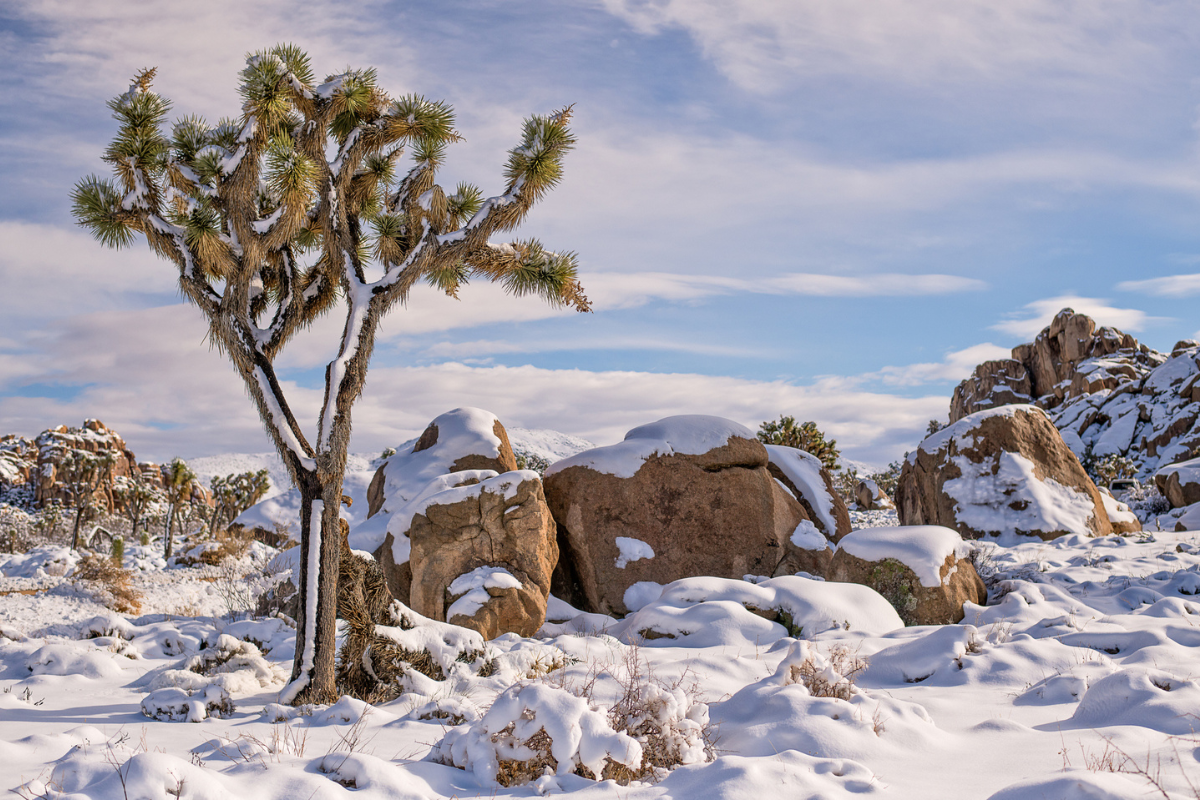 joshua tree snow