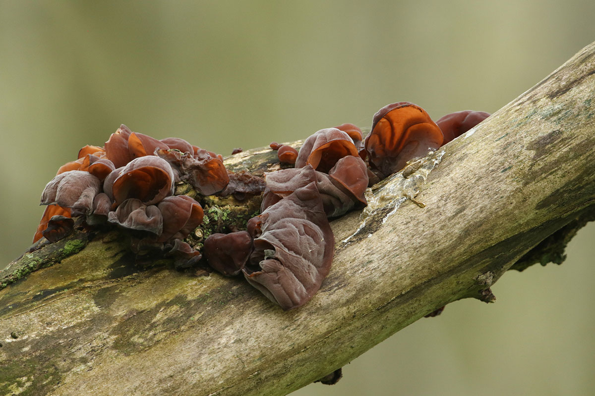 mushrooms-to-forage-in-winter