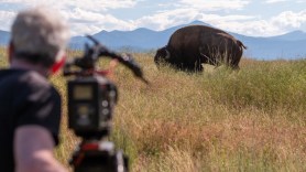 the American buffalo-cover