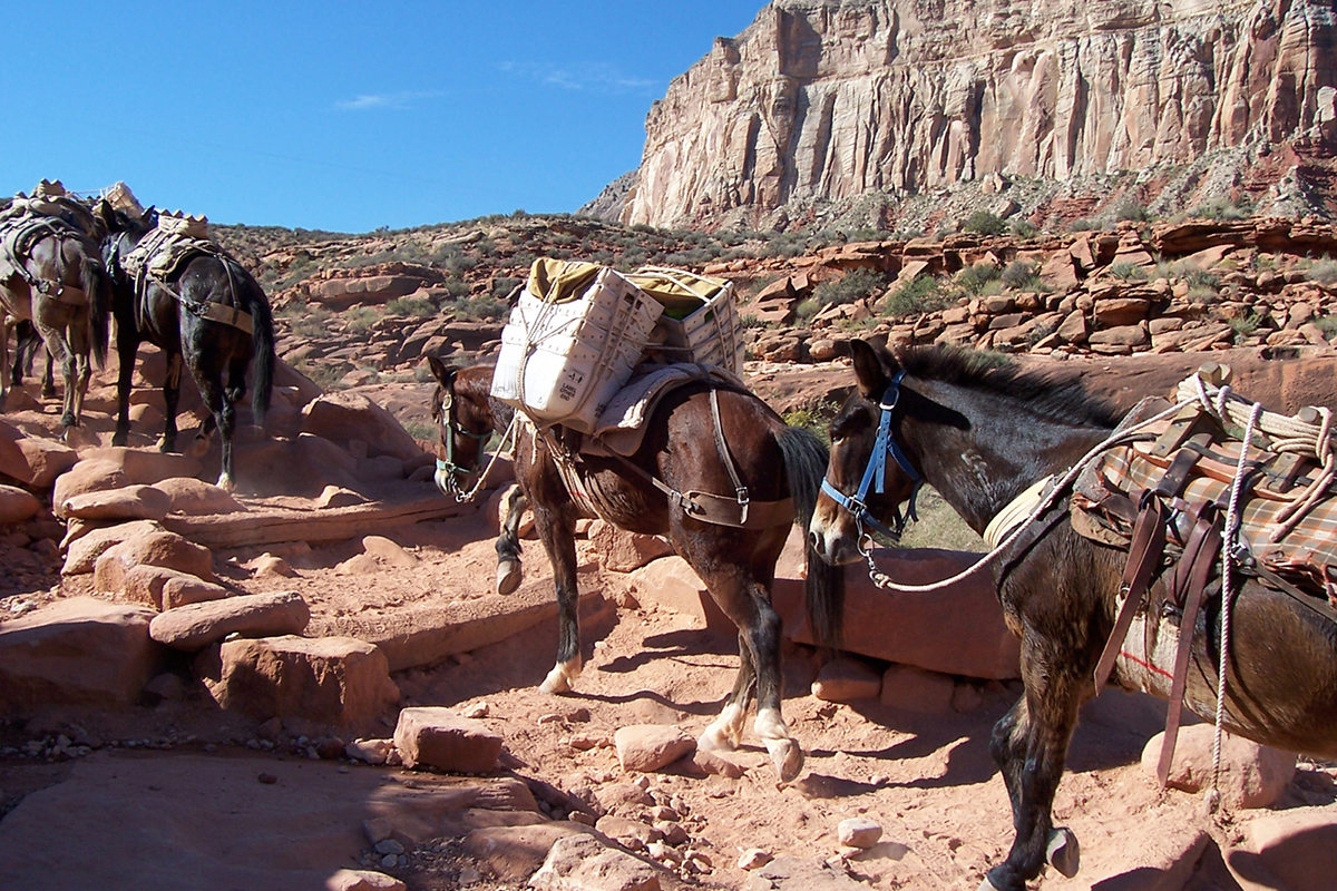 things-you-didn'tknow-about-grand-canyon-national-park