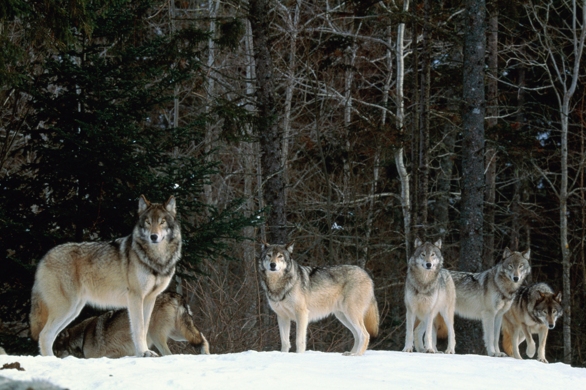 Voyageurs Wolf Project, Studying Wolves During Summer