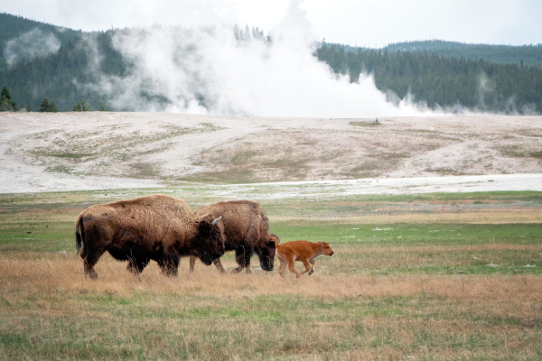 bison in yellowstone