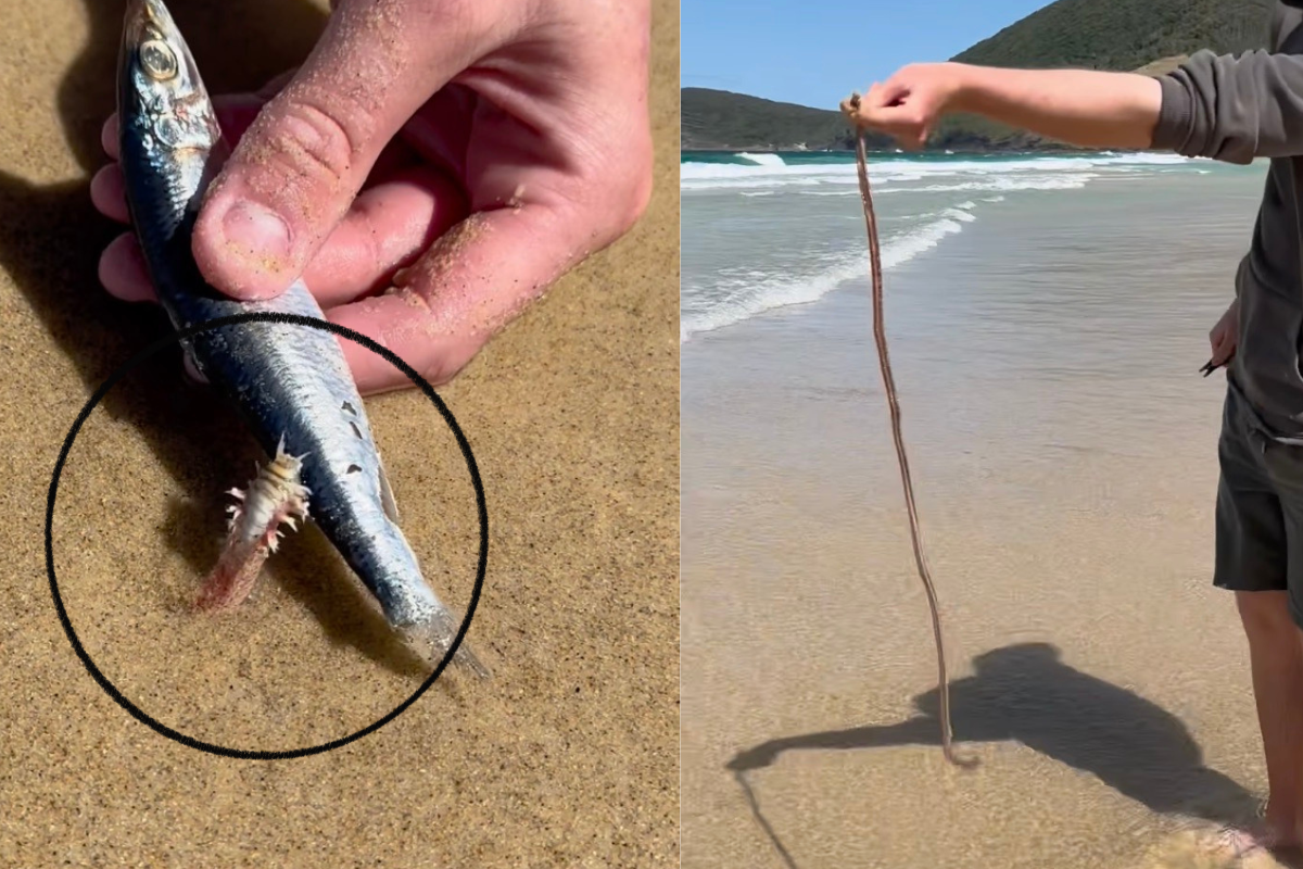 Giant Beach Worm