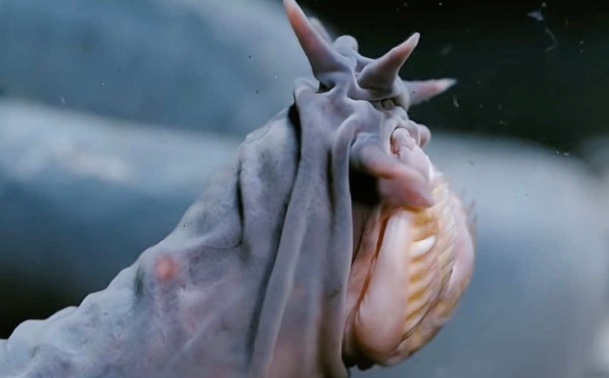 Hagfish