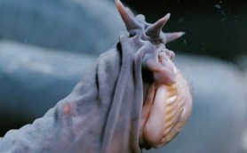 Hagfish