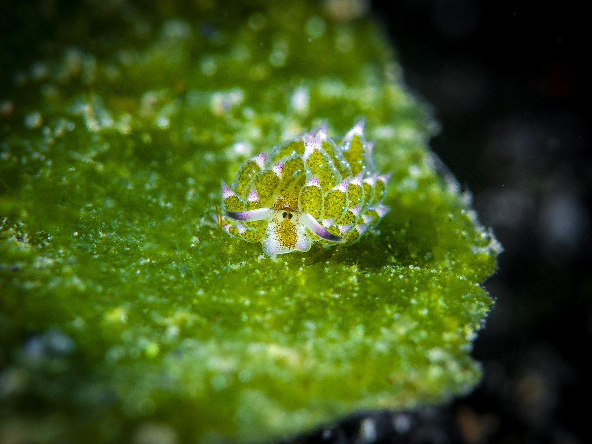 Shaun the Sheep (Costasiella kuroshimae)